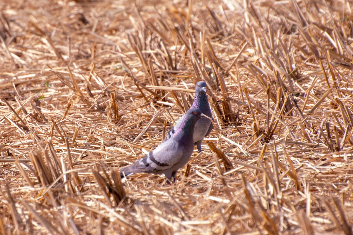 Rock Pigeon (Feral Pigeon) - Chanachai Pansarakam