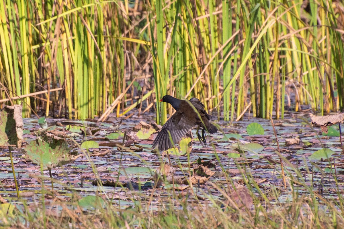 Eurasian Moorhen - Chanachai Pansarakam