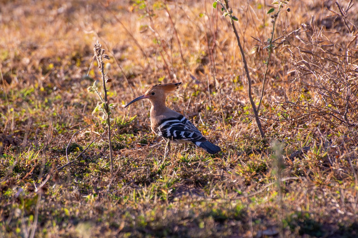 Eurasian Hoopoe - ML606768731