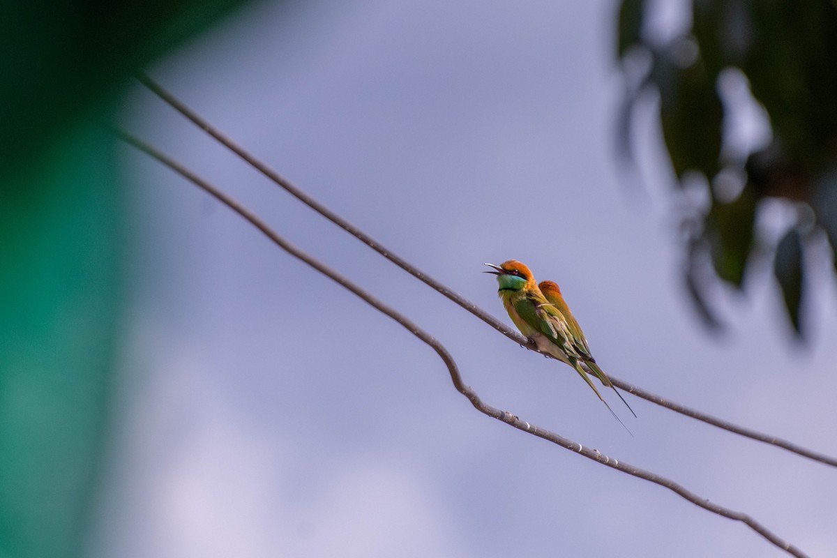 Asian Green Bee-eater - Chanachai Pansarakam