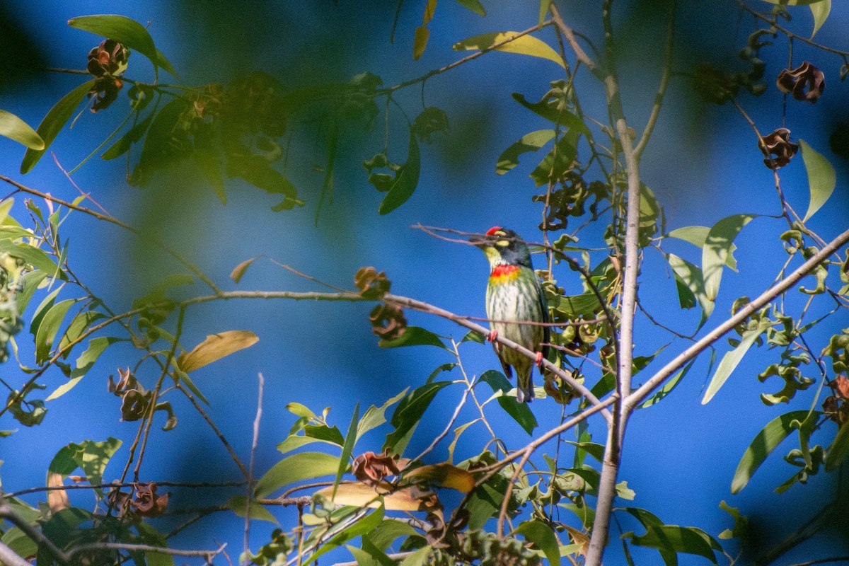 Coppersmith Barbet - Chanachai Pansarakam