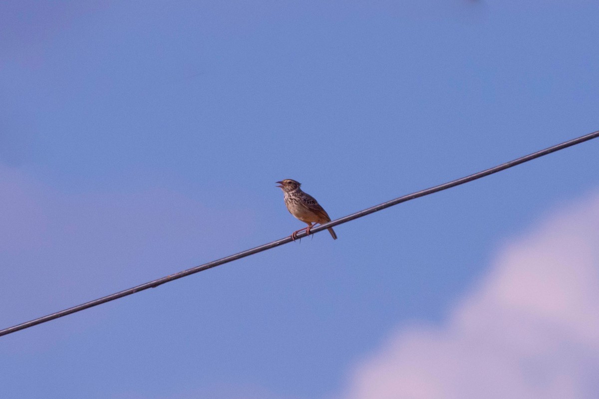 Indochinese Bushlark - Chanachai Pansarakam