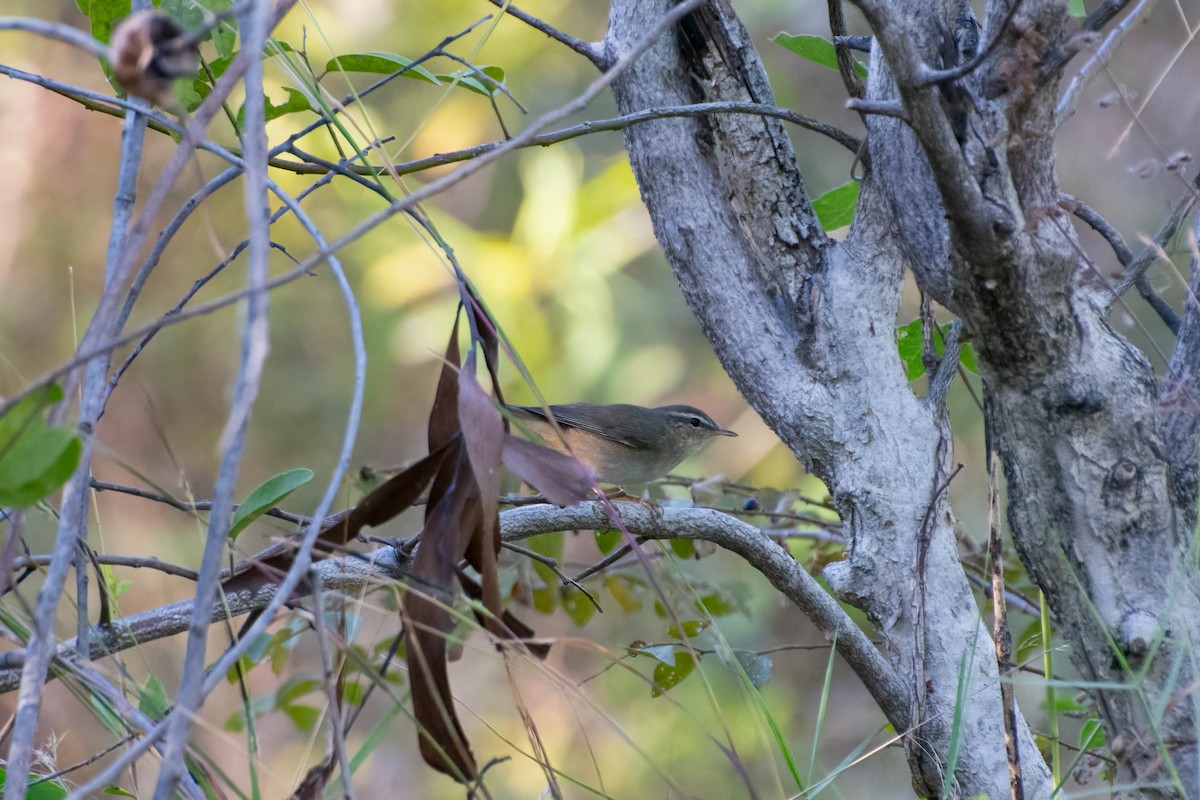 Dusky Warbler - Chanachai Pansarakam