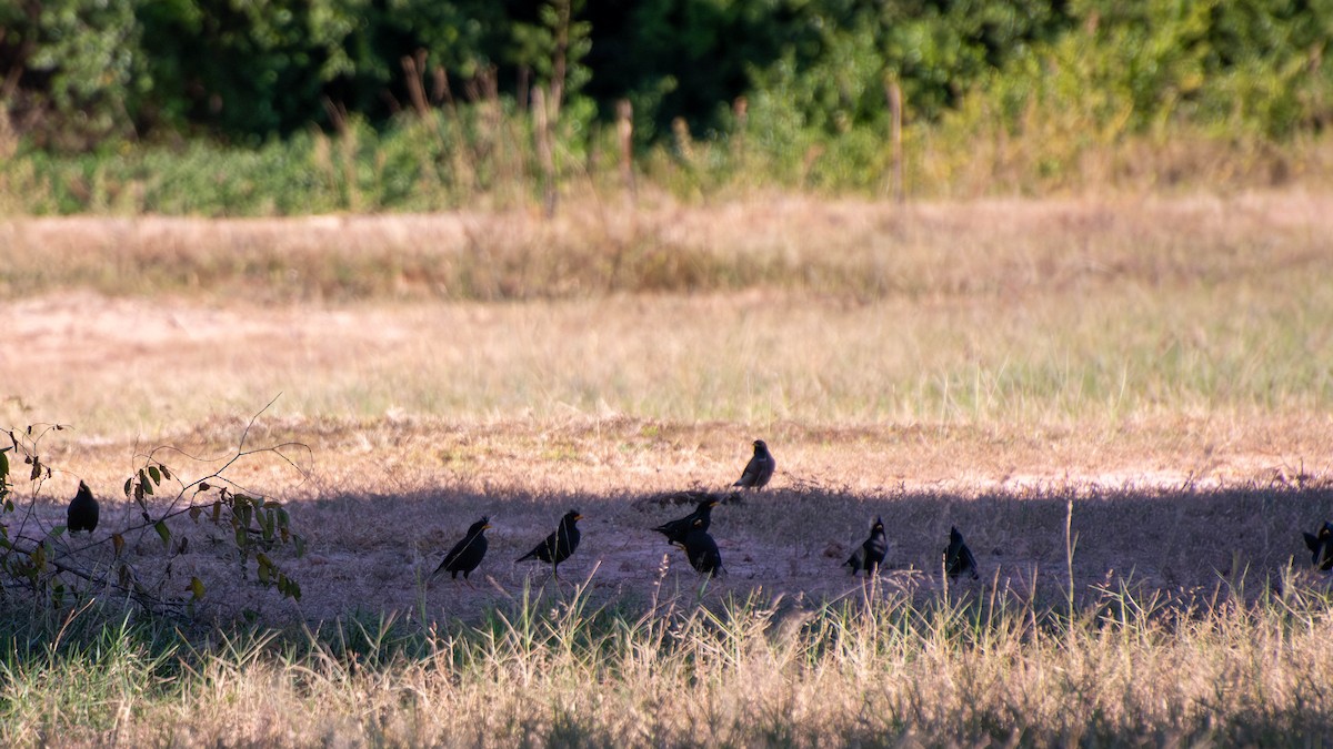 Great Myna - Chanachai Pansarakam