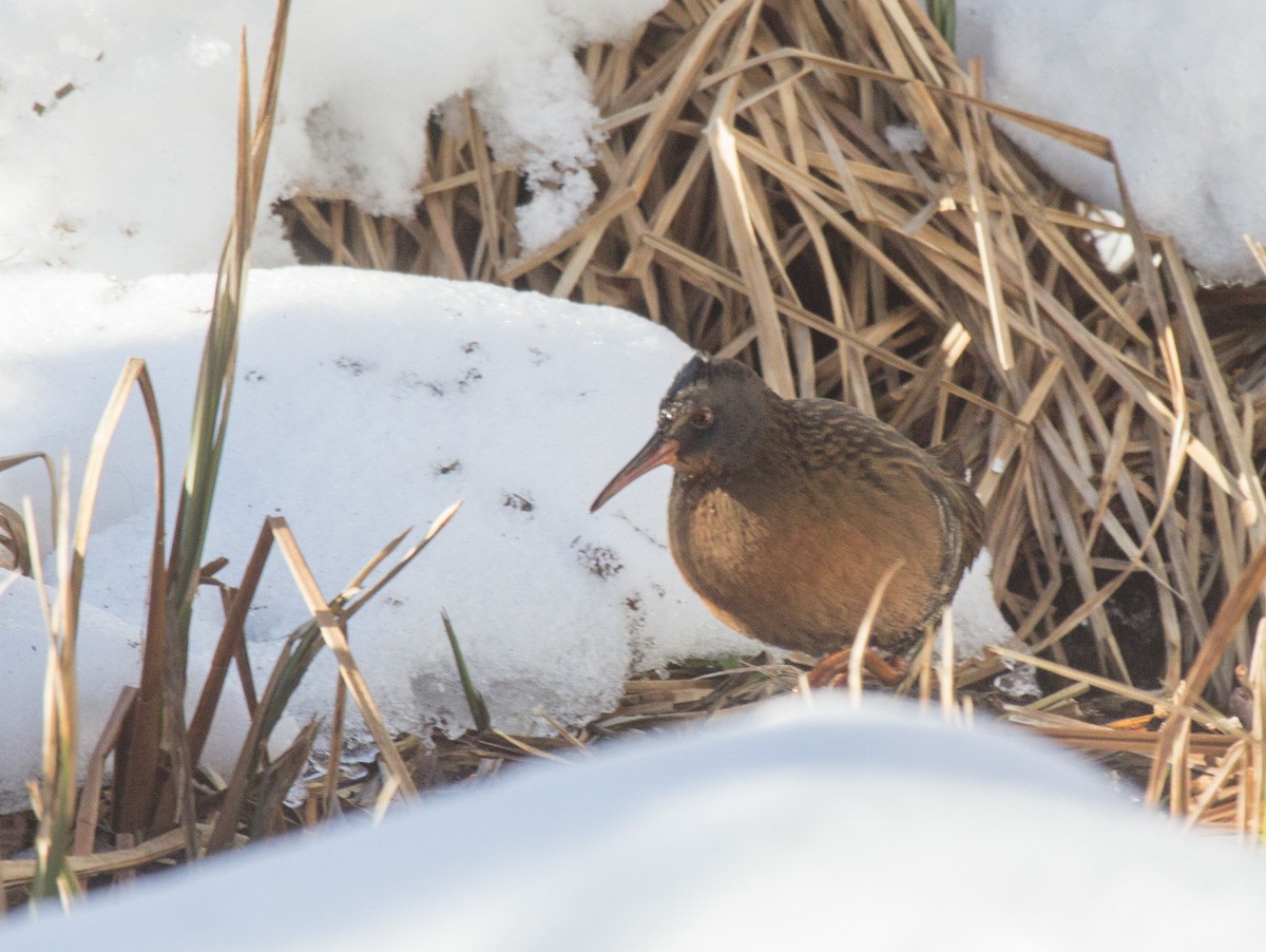 Virginia Rail - Matt Goff