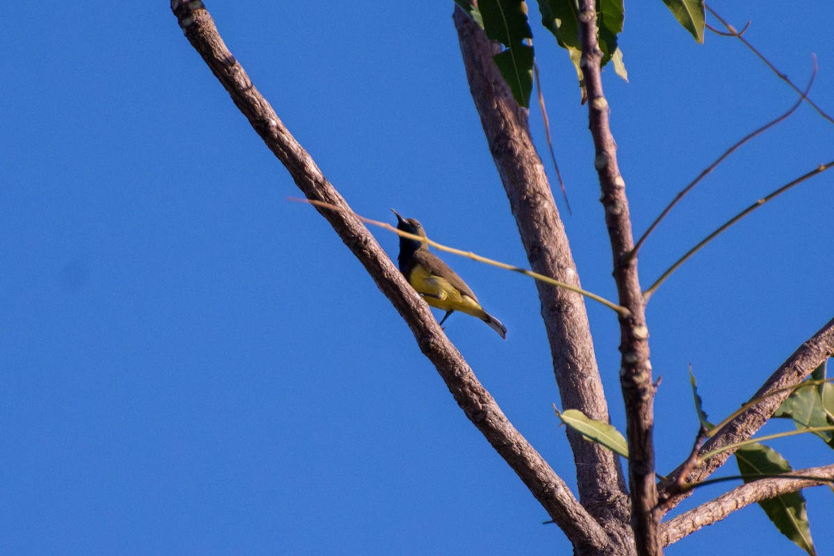 Ornate Sunbird - Chanachai Pansarakam