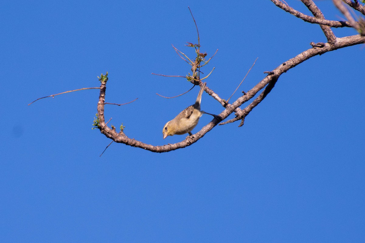 Baya Weaver - Chanachai Pansarakam