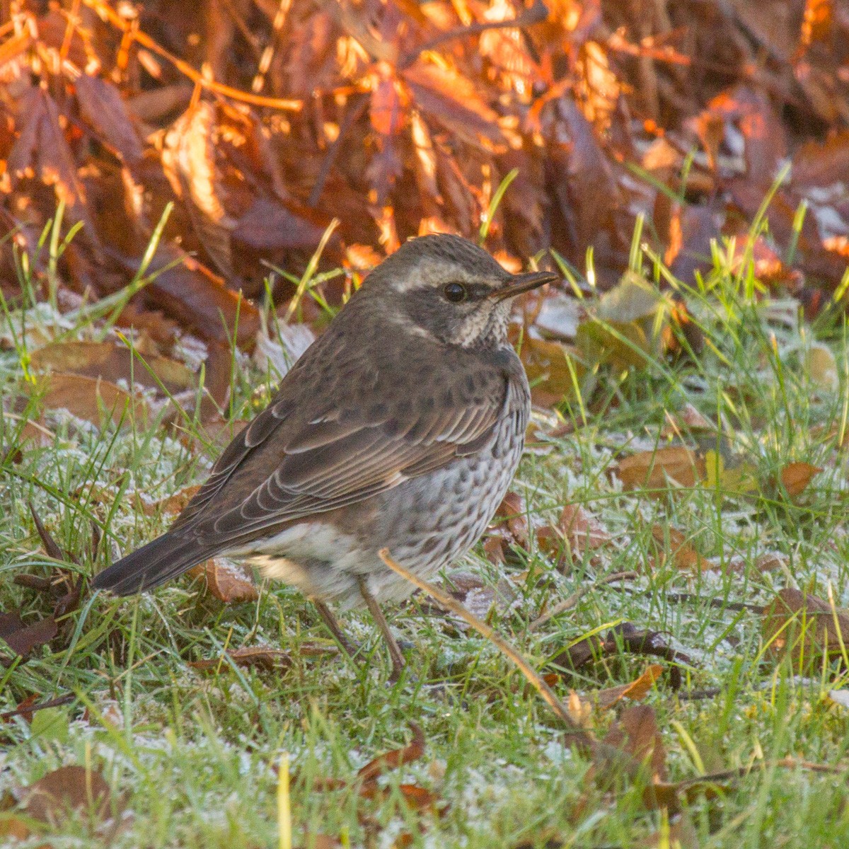 Dusky Thrush - ML606769271