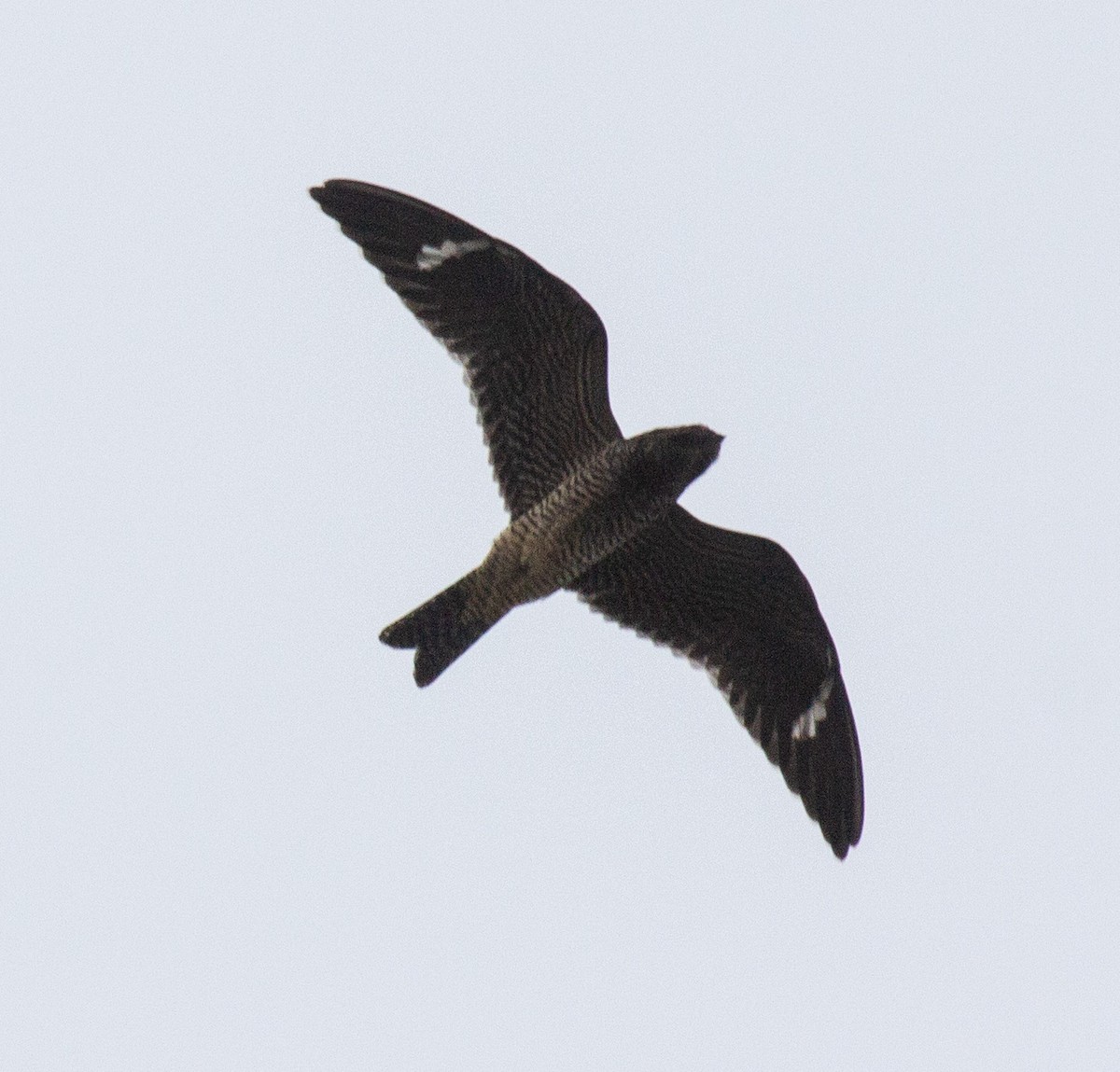 Common Nighthawk - Matt Goff