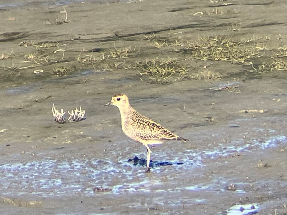 Pacific Golden-Plover - ML606770091