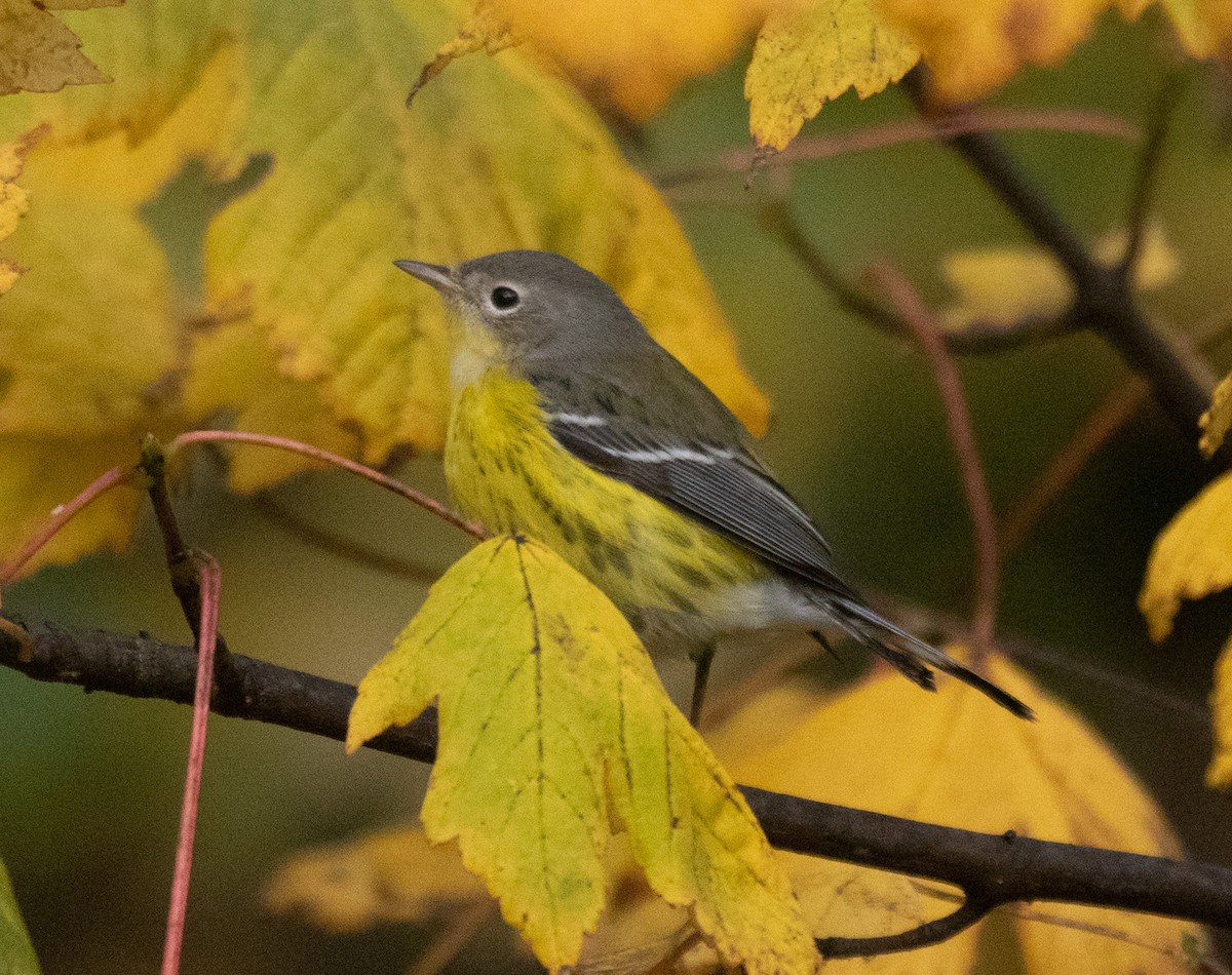 Magnolia Warbler - Matt Goff