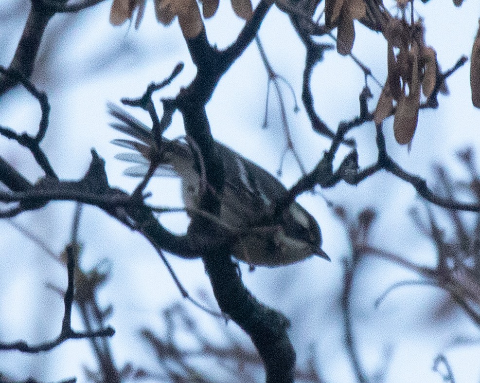 Black-throated Gray Warbler - ML606770771