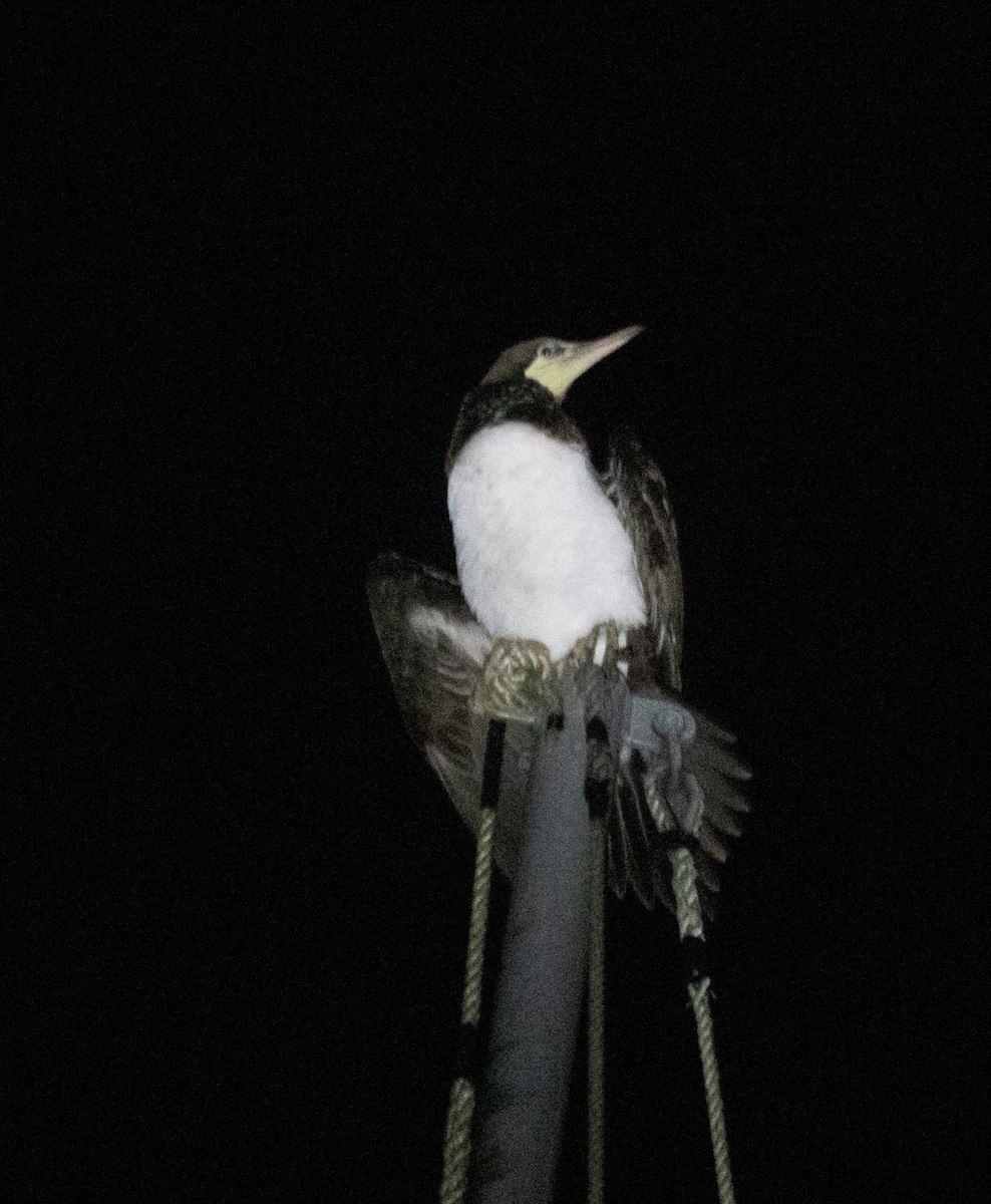 Brown Booby - Matt Goff