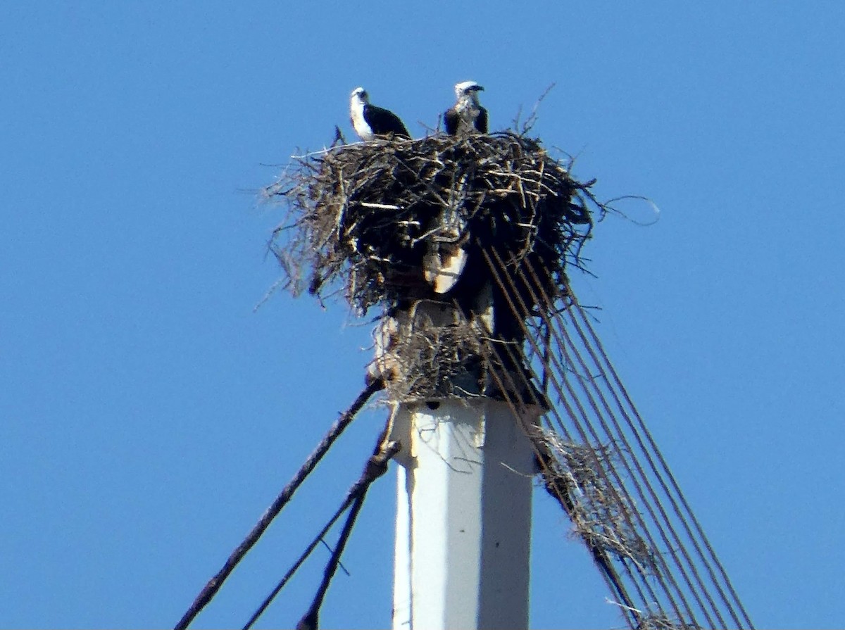 Osprey - Julie Mclennan