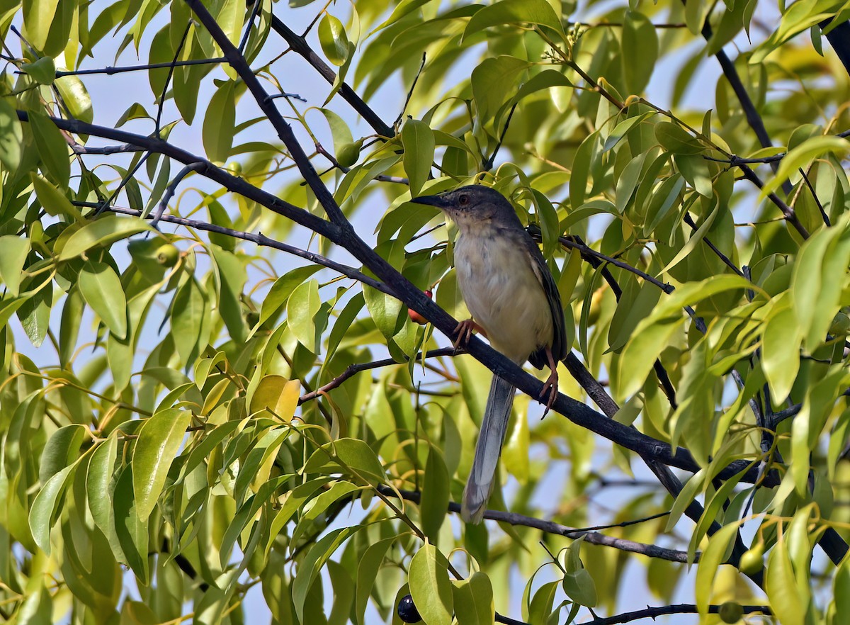 Prinia forestière - ML606772341