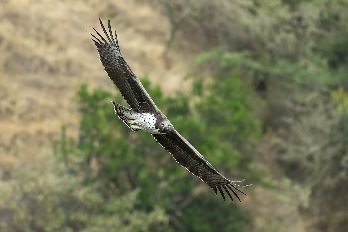 Martial Eagle - Francesco Veronesi