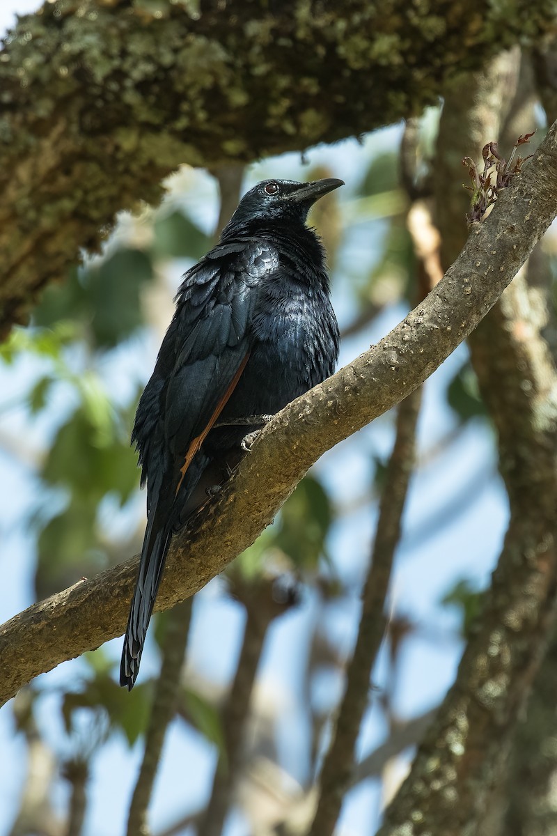 Red-winged Starling - ML606772681