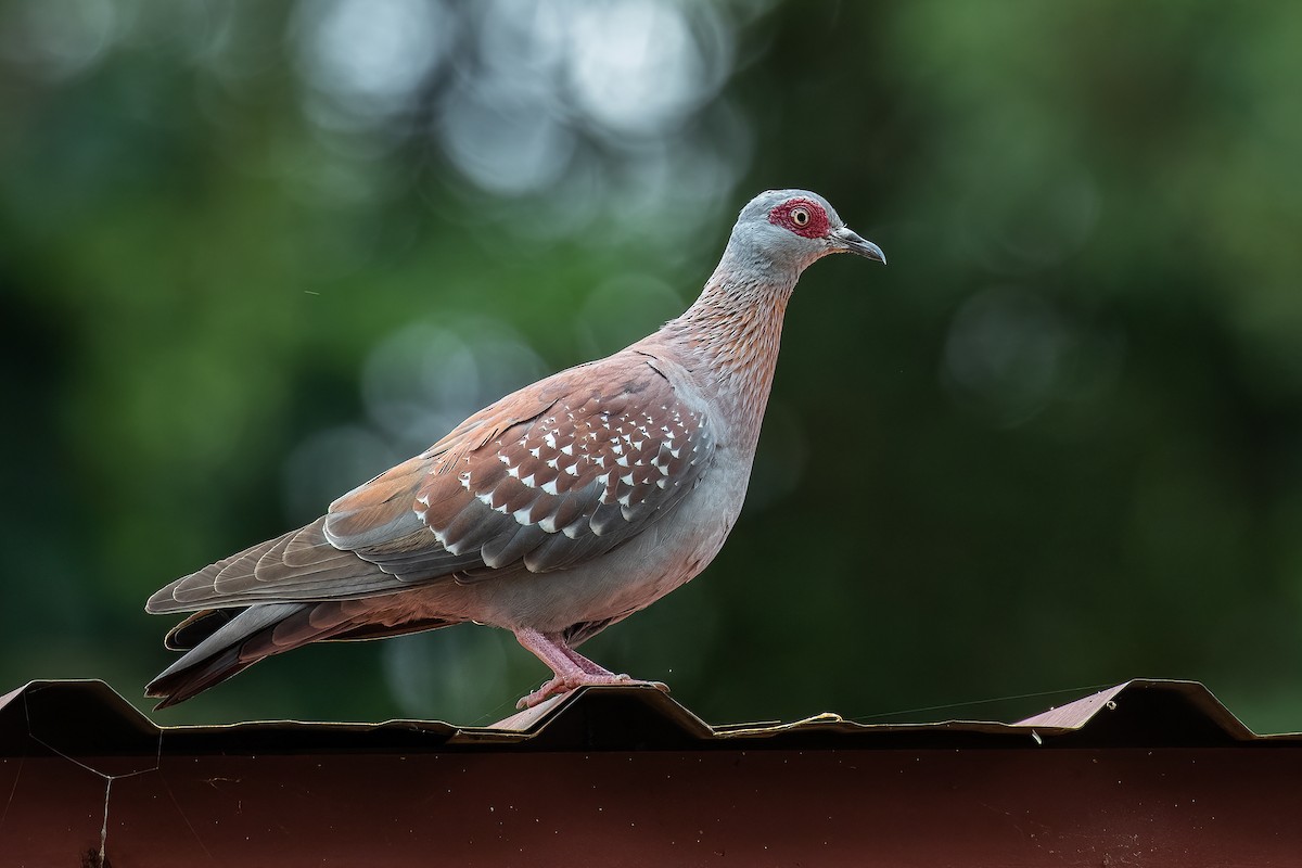 Speckled Pigeon - ML606772771