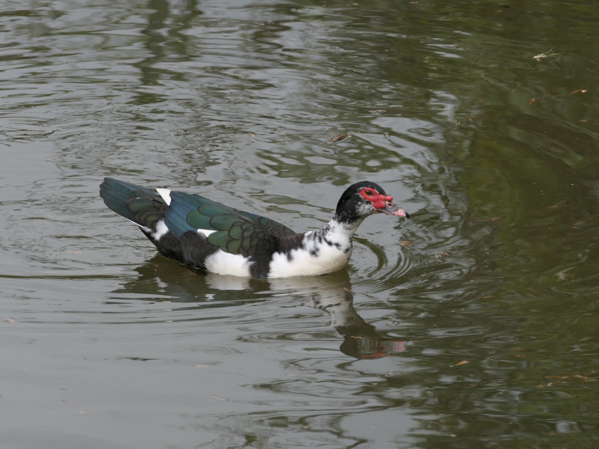 Muscovy Duck (Domestic type) - Jim Kirker