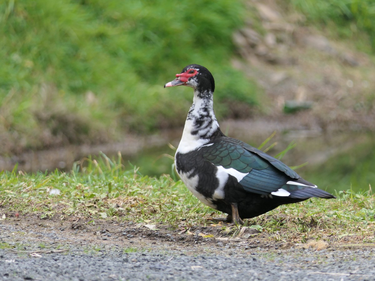 Muscovy Duck (Domestic type) - Jim Kirker