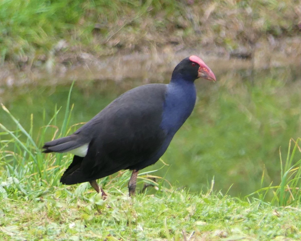 Australasian Swamphen - Jim Kirker