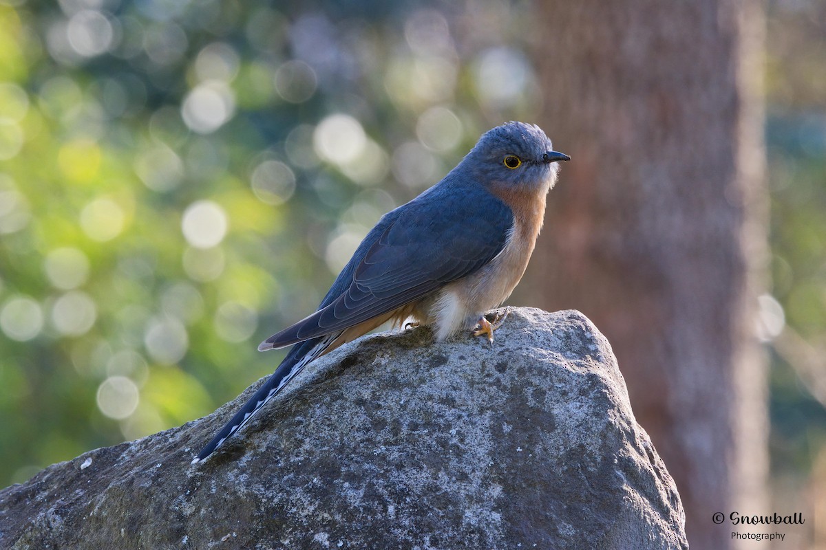 Fan-tailed Cuckoo - Martin Snowball