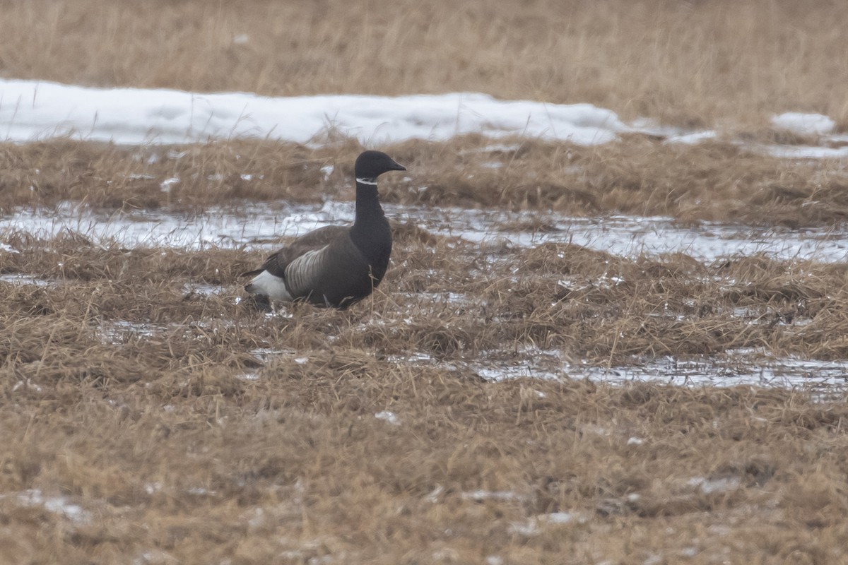 コクガン（nigricans） - ML606773421