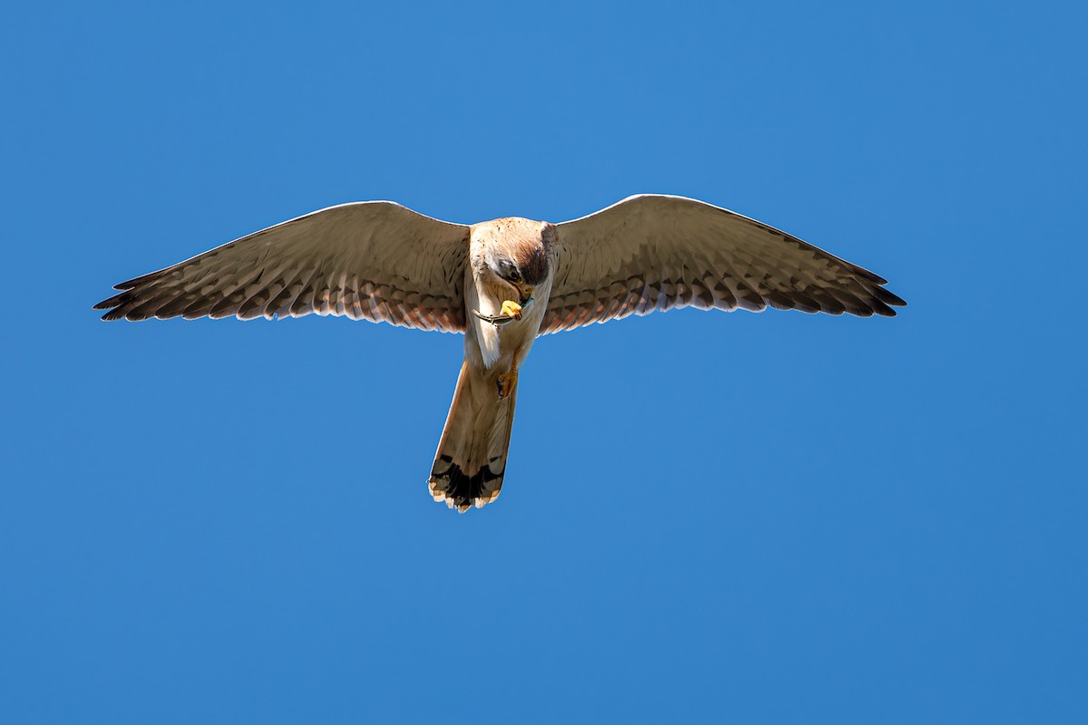 Nankeen Kestrel - John  Van Doorn