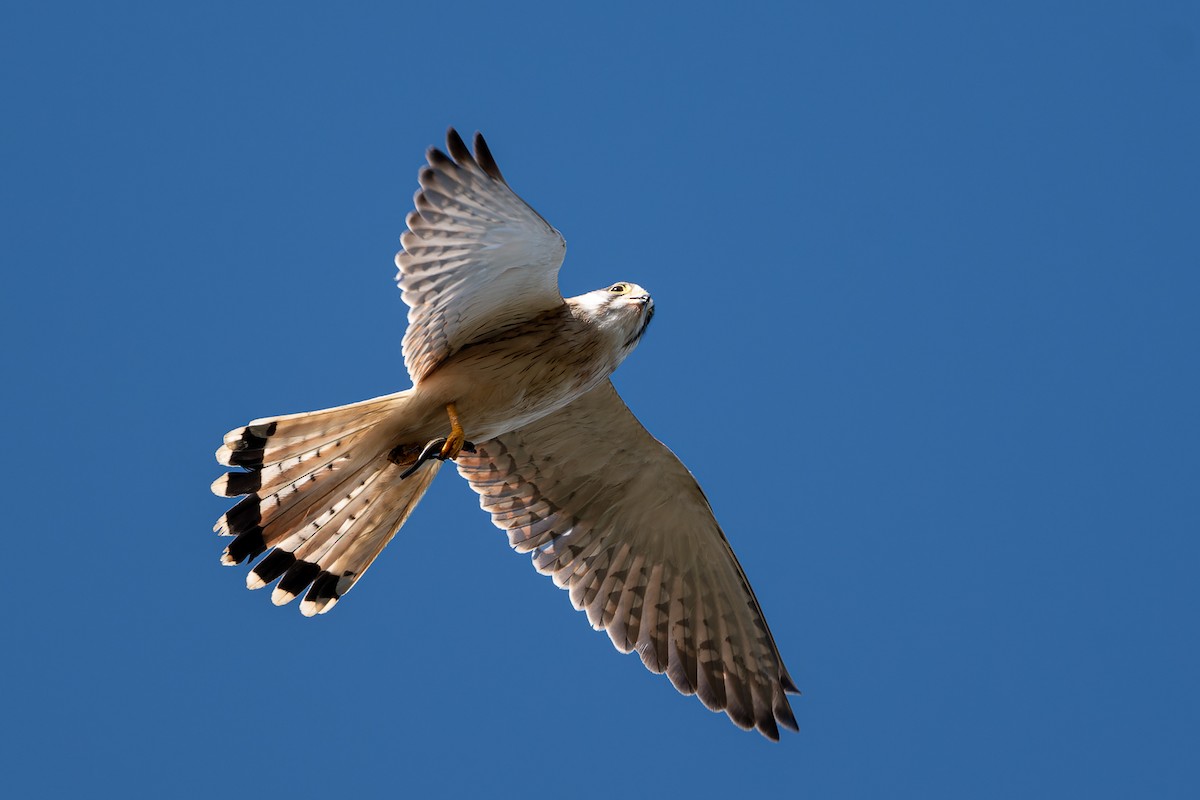 Nankeen Kestrel - John  Van Doorn