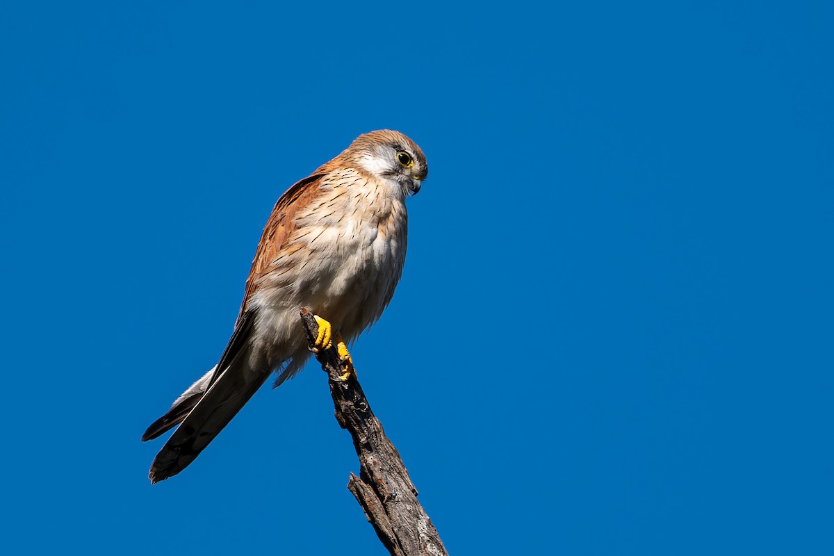 Nankeen Kestrel - John  Van Doorn