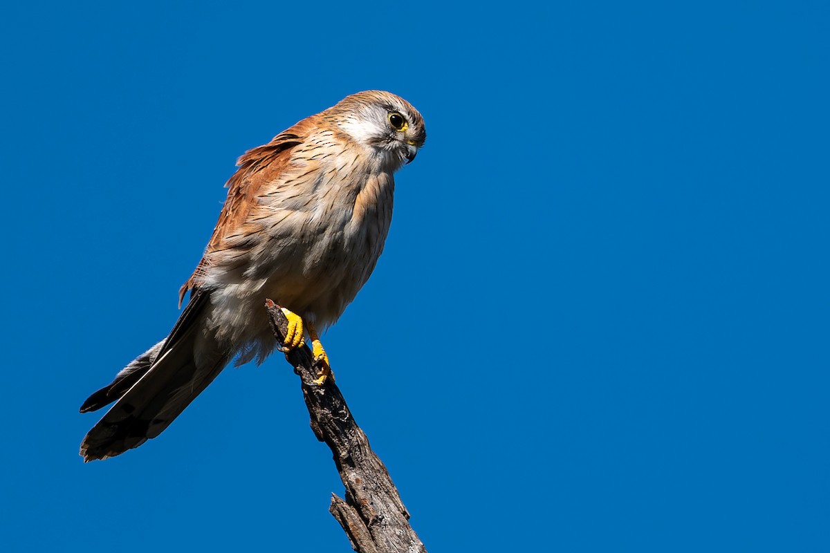 Nankeen Kestrel - ML606773461