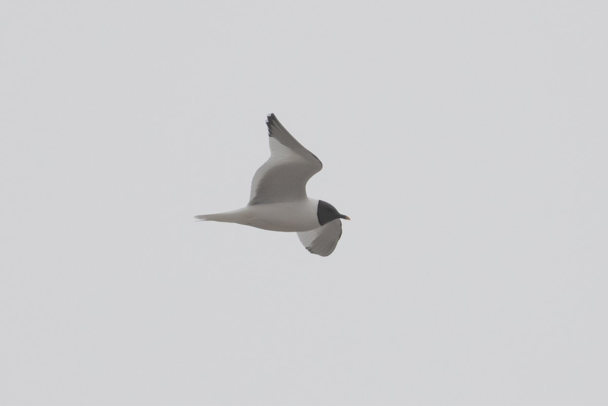 Вилохвостая чайка - ML606773471