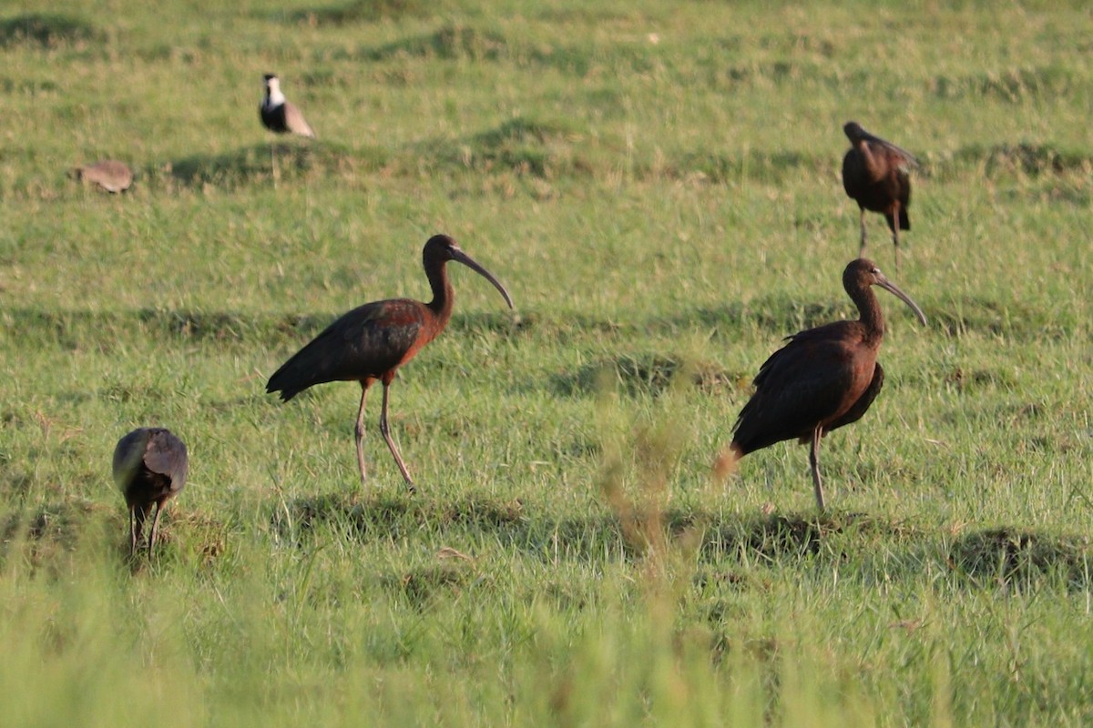 bronseibis - ML606773521