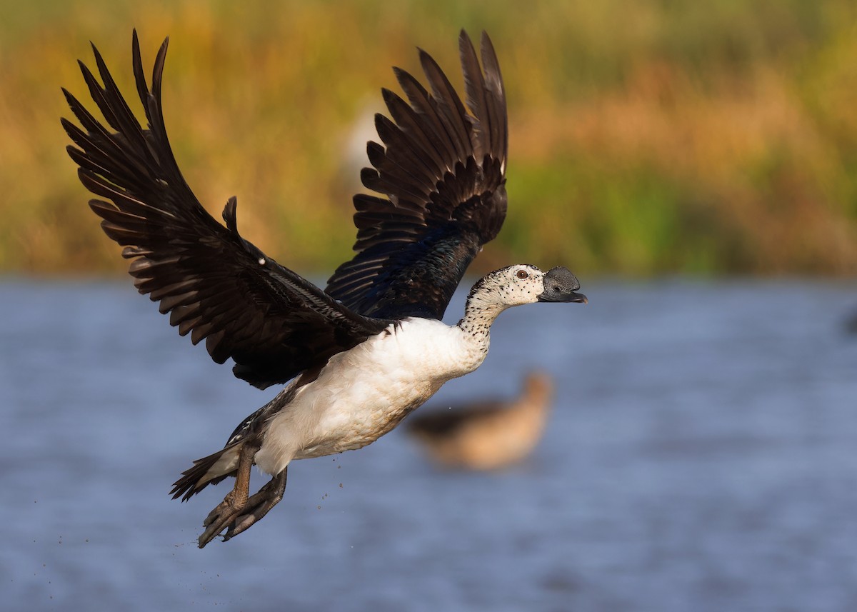 Knob-billed Duck - Ayuwat Jearwattanakanok