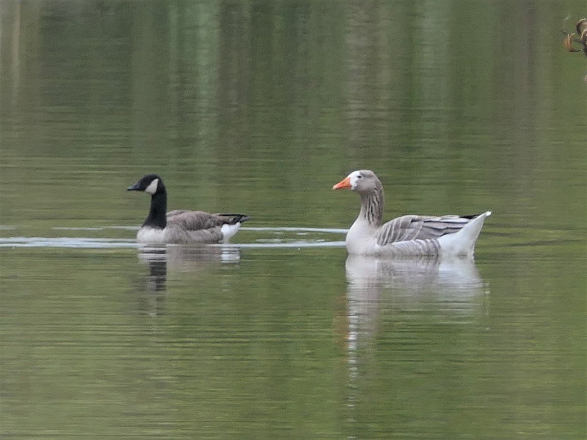 Graylag Goose - ML606775541