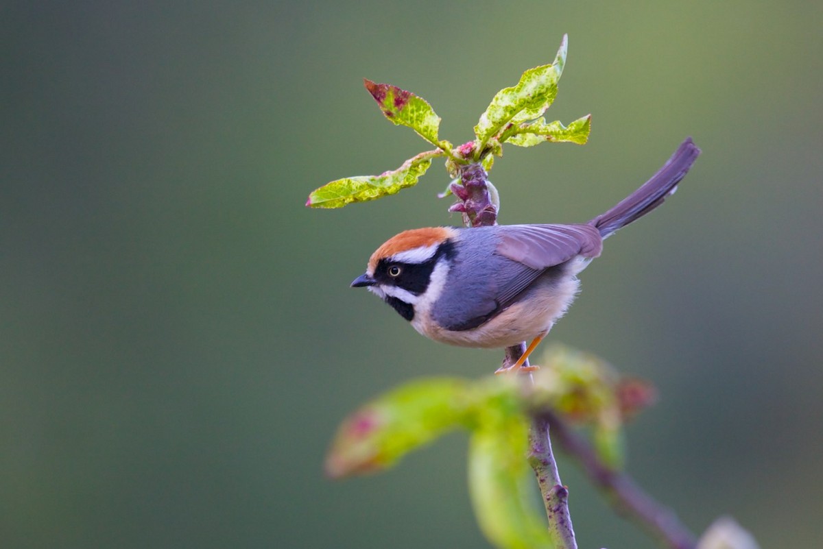 Black-throated Tit - ML606775831