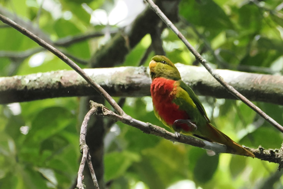 Yellow-billed Lorikeet - ML606776001