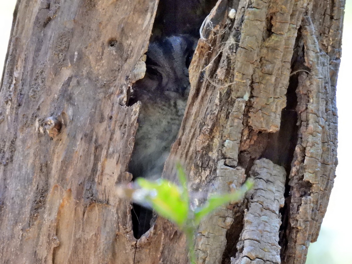Australian Owlet-nightjar - ML606777881