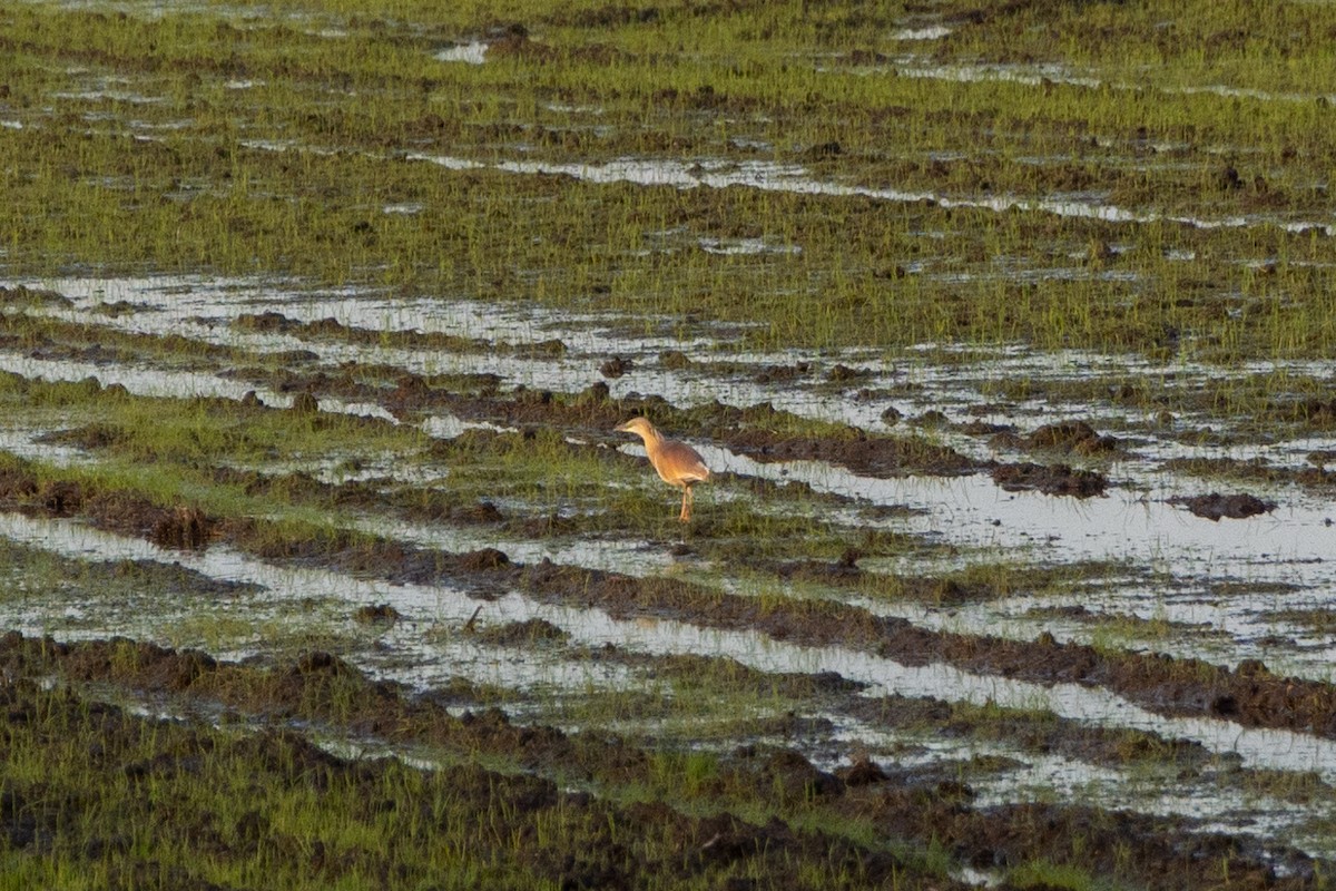 Squacco Heron - ML606778171