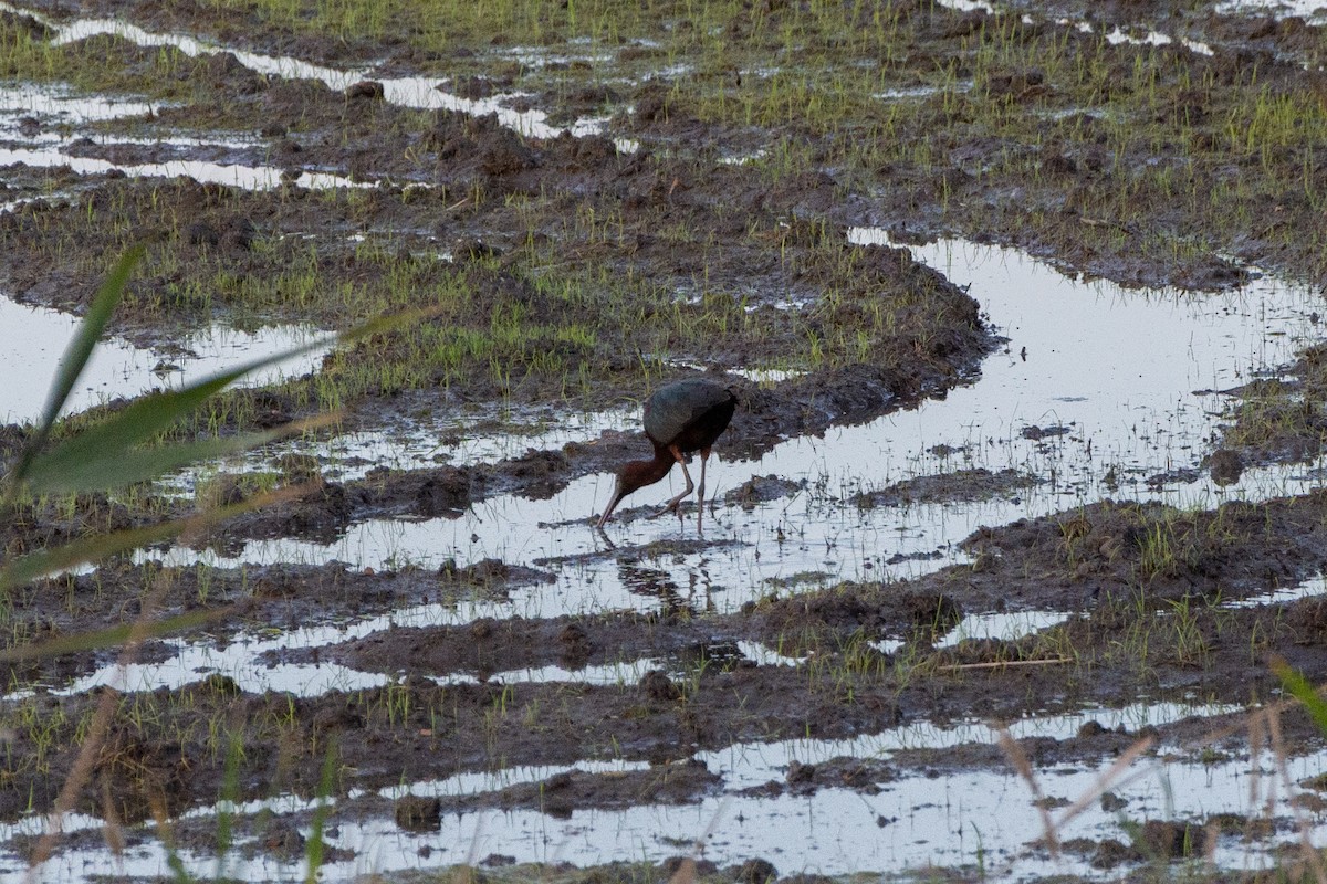 Glossy Ibis - ML606778221