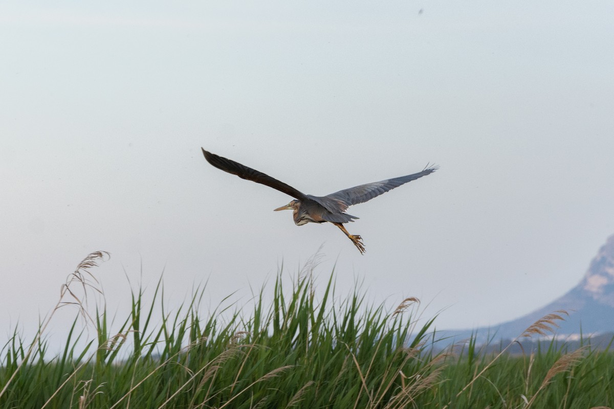 Purple Heron - ML606778241