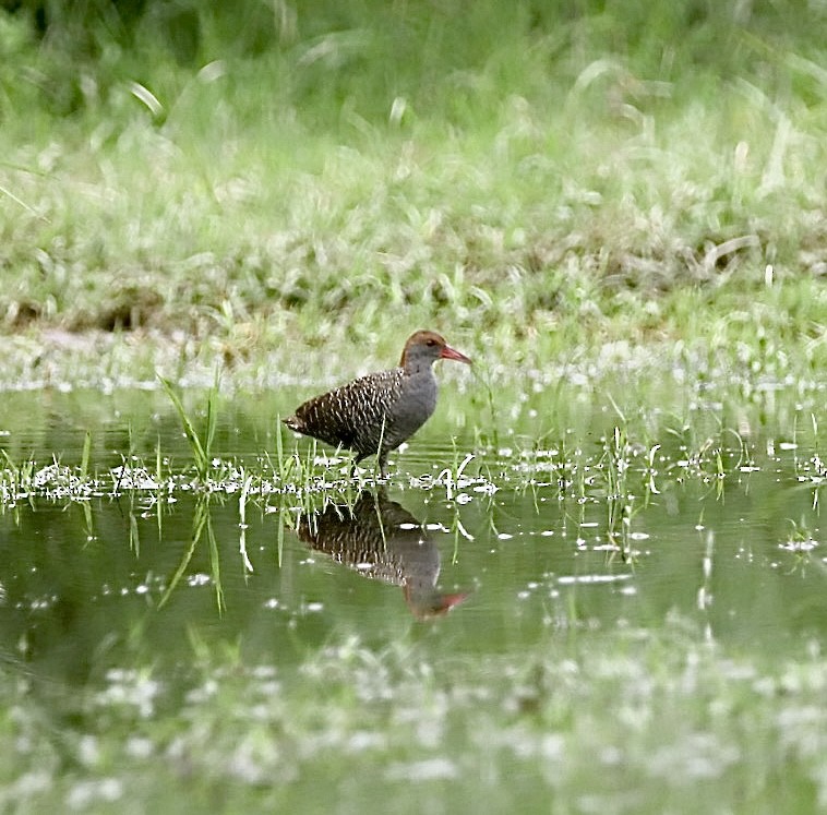 Slaty-breasted Rail - ML606778941