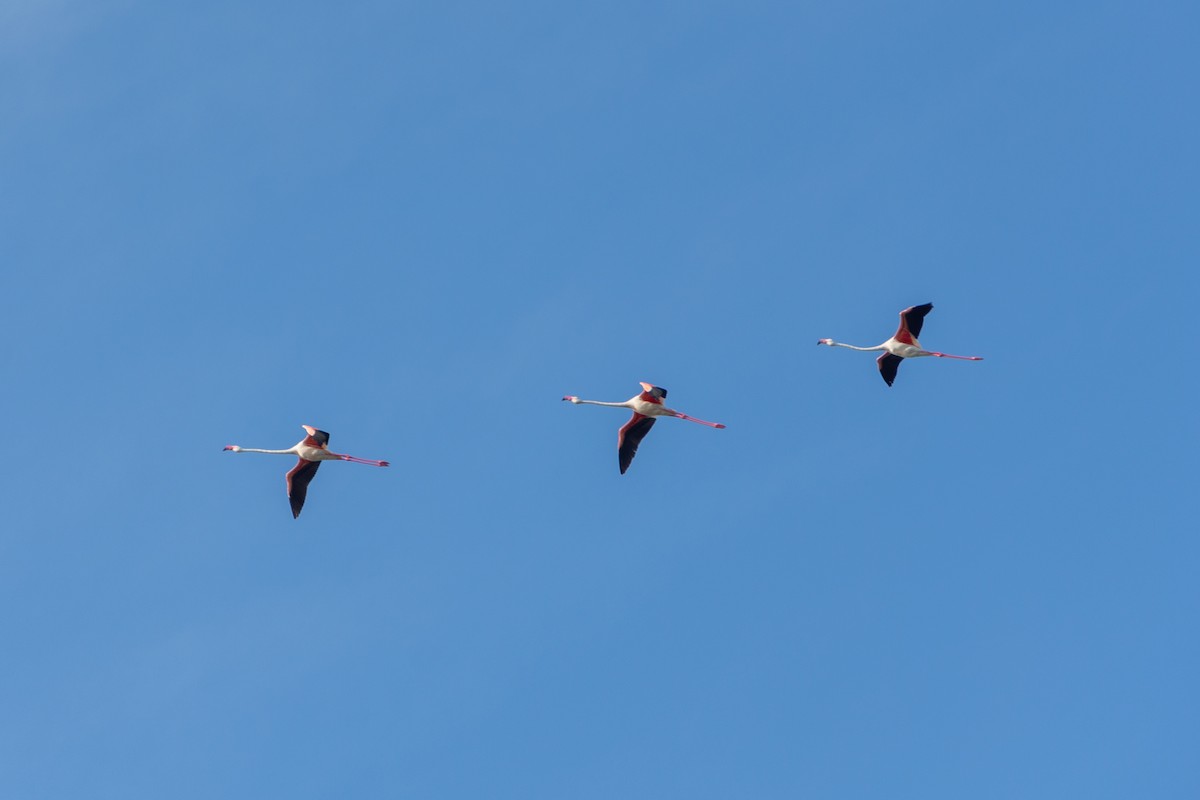 Greater Flamingo - Sara Molina
