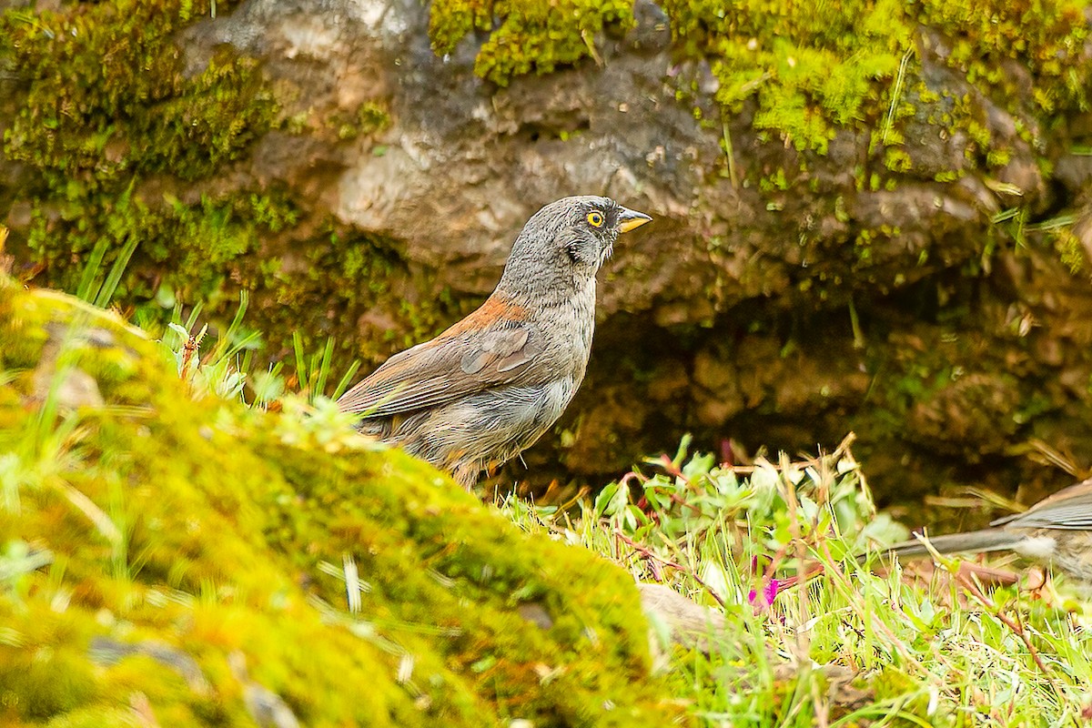 Junco aux yeux jaunes (phaeonotus/palliatus) - ML606779781