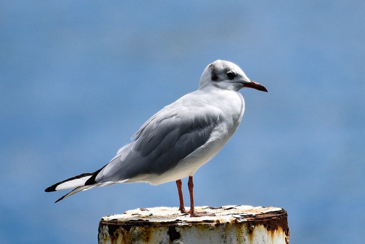 Black-headed Gull - Joseph Noel