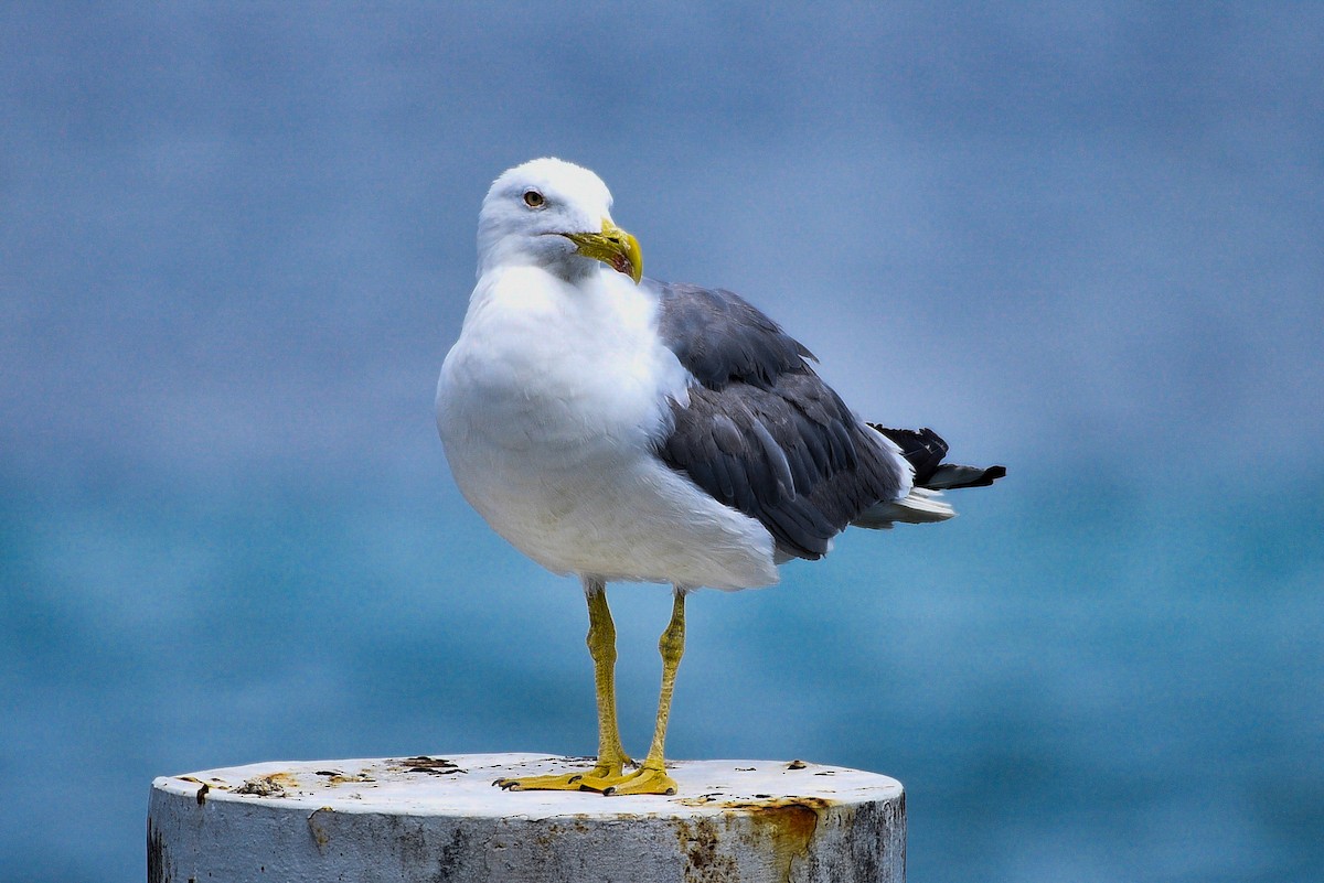 Yellow-legged Gull - Joseph Noel