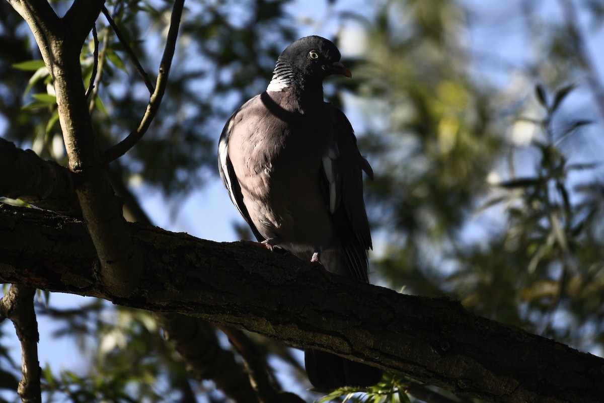 Common Wood-Pigeon - ML606780031
