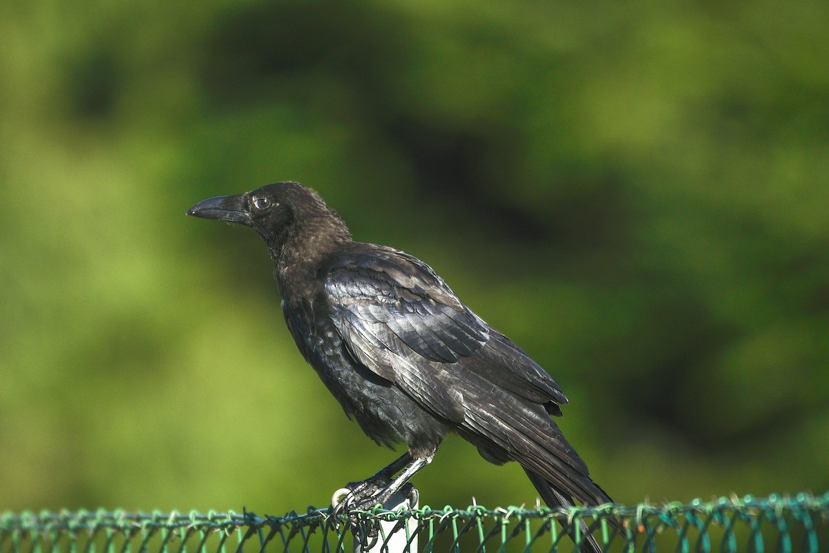 Carrion Crow - ML606780221