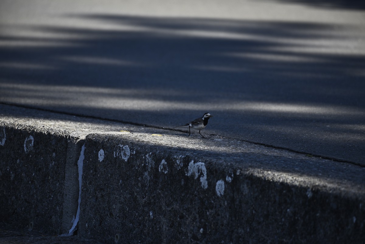 White Wagtail - ML606780271