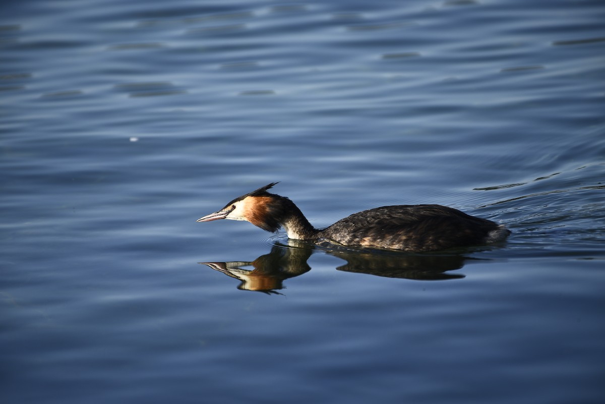 Great Crested Grebe - ML606780731